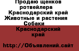 Продаю щенков ротвейлера - Краснодарский край Животные и растения » Собаки   . Краснодарский край